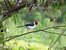 Paroare à bec jaune - Pantanal - Brésil